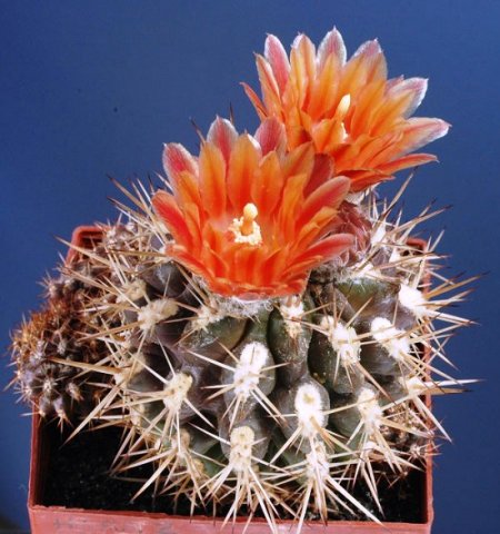 Horridocactus_minor
